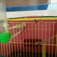 قناری نر بخون بشرط