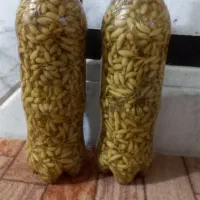 آبغوره ،غوره شور ،برگ  و شیره ی انگورعسگری بی دانه