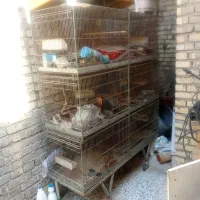 قفس پرون سری قدیم