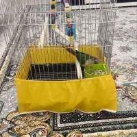 فروش طوطی گرینجیک بسیار بازیگوش