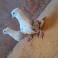 فروش کبوتر|پرنده|چگنی, |دیوار