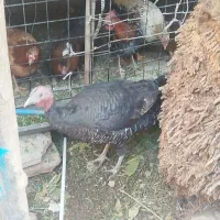 بوقلمون محلی|حیوانات مزرعه|کرمان, |دیوار