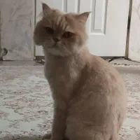 گربه.لطفا‌چک‌کنید