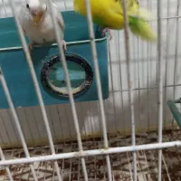 مرغ عشق|پرنده|نوشین شهر, |دیوار