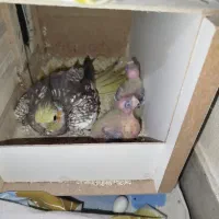 عروس هلندی مولد واقعی