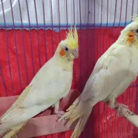 عروس هلندی
