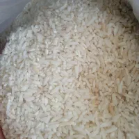 برنج محلی تازه برداشت