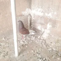 ۲تا کفتر ماده|پرنده|ری, هاشم‌آباد|دیوار