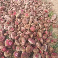 لبو|خوردنی و آشامیدنی|اسفرورین, |دیوار