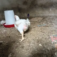 مرغ گوستی