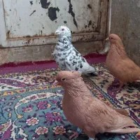 کفترزردکرمانی کاکلی|پرنده|سبزوار, فقیه سبزواری|دیوار