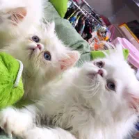 پرشین سوپرفلت عروسکی
