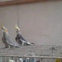 معاوضه عروس هلندی