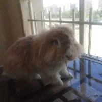 خرگوش جفت مولد