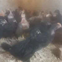 جوجه مرغ