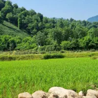 اجاره ویلاجنگلی درطبیعت زیبا ودلنوازگشت رودخان|اجارهٔ کوتاه‌مدت ویلا و باغ|فومن, |دیوار