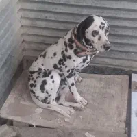 ماده دالمیشن ۲ ساله|سگ|چهارباغ, |دیوار