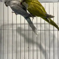 طوطی راهب سبز پسته ای و بلو اسکای|پرنده|آمل, |دیوار