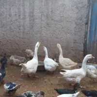 قوغاز فروشی