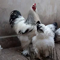 نیمچه خروس برهما لایت رومانی ، امپراطور ، امپراتور|حیوانات مزرعه|ساری, |دیوار