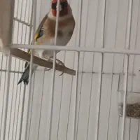 سهره چهارگل