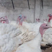 ارزانسرای جوجه محلی مرغ بوقلمون|حیوانات مزرعه|زابل, |دیوار