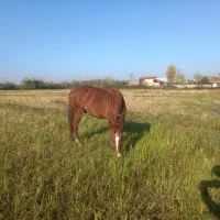 اسب  جوان سن دو. به سه سواری شده باری فروش فوری