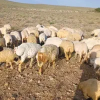 ۶۵ عدد میش جوان
