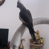 عروس هلندی نر مرغ عشق مینا طوطی برزیلی فنچ|پرنده|کرمانشاه, |دیوار