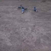 فروش چنتا پر آهنی