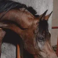 مادیان ترکی درجه ۱