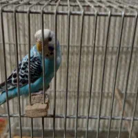 مرغ عشق ماده|پرنده|تهران, اتابک|دیوار