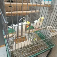 جفت عروس هلندی لوتینو