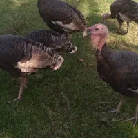 فروش بقلمون|حیوانات مزرعه|رشت, گیل|دیوار