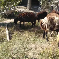 تعداد ۶تا بره پلنگی درجه یک|حیوانات مزرعه|قره چای, |دیوار