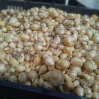 موسیر تازه ۱۵۰