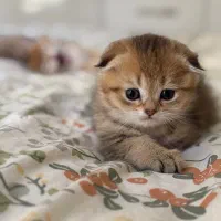 گربه اسکاتیش فولد