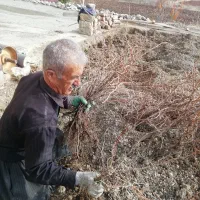 نهال انگور|گل و گیاه طبیعی|مریوان, |دیوار