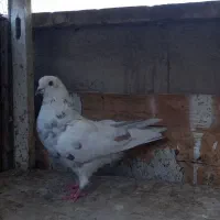 کفتر  ۱۰تا غریب گیری
