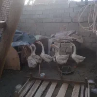 غاز|حیوانات مزرعه|نقده, |دیوار