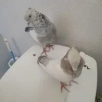 کفتر|پرنده|شیراز, شهرک گلها|دیوار
