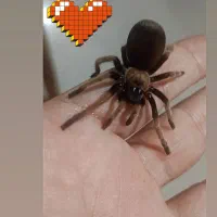 فروش تارانتولا به صورت یک جا و تکی