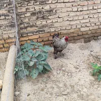 خروس پاپر