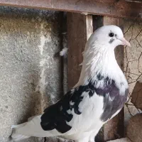 کفتر ماده غریب