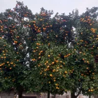 پرتغال محلی شیرین به قیمت روزوتوافقی