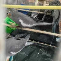 جوجه عروس هلندی|پرنده|مهران (ایلام), |دیوار