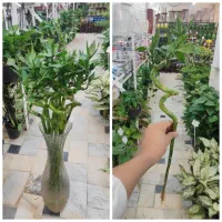 بامبو پیچ گل بامبو شیشه بامبو دیفن آگلونما پتوس