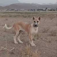 سگ سرابی|سگ|کرمان, |دیوار