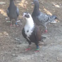 کفتر کبوتر رنگی تزئنی