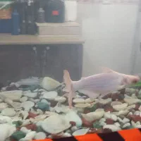 ماهی پنکوسی البینو(کوسه)